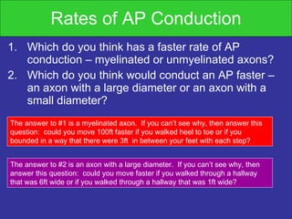 Rates of AP Conduction Which do you think has a faster rate of AP conduction – myelinated or unmyelinated axons? Which do you think would conduct an AP faster – an axon with a large diameter or an axon with a small diameter? The answer to #1 is a myelinated axon.  If you can’t see why, then answer this question:  could you move 100ft faster if you walked heel to toe or if you bounded in a way that there were 3ft  in between your feet with each step?  The answer to #2 is an axon with a large diameter.  If you can’t see why, then answer this question:  could you move faster if you walked through a hallway that was 6ft wide or if you walked through a hallway that was 1ft wide?  