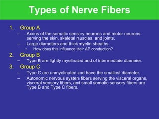 Types of Nerve Fibers Group A Axons of the somatic sensory neurons and motor neurons serving the skin, skeletal muscles, and joints. Large diameters and thick myelin sheaths. How does this influence their AP conduction? Group B Type B are lightly myelinated and of intermediate diameter. Group C Type C are unmyelinated and have the smallest diameter. Autonomic nervous system fibers serving the visceral organs, visceral sensory fibers, and small somatic sensory fibers are Type B and Type C fibers. 