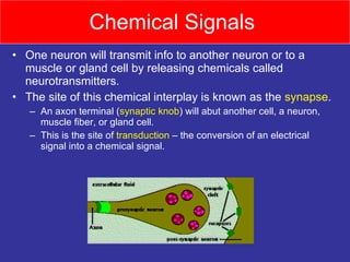 Chemical Signals  One neuron will transmit info to another neuron or to a muscle or gland cell by releasing chemicals called neurotransmitters. The site of this chemical interplay is known as the  synapse . An axon terminal ( synaptic knob ) will abut another cell, a neuron, muscle fiber, or gland cell. This is the site of  transduction  – the conversion of an electrical signal into a chemical signal. 
