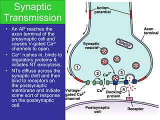 Synaptic Transmission An AP reaches the axon terminal of the presynaptic cell and causes V-gated Ca 2+  channels to open. Ca 2+  rushes in, binds to regulatory proteins & initiates NT exocytosis. NTs diffuse across the synaptic cleft and then bind to receptors on the postsynaptic membrane and initiate some sort of response on the postsynaptic cell. 
