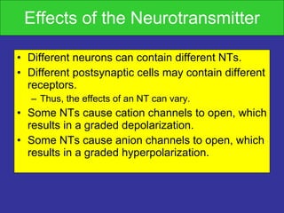 Effects of the Neurotransmitter Different neurons can contain different NTs.  Different postsynaptic cells may contain different receptors. Thus, the effects of an NT can vary. Some NTs cause cation channels to open, which results in a graded depolarization. Some NTs cause anion channels to open, which results in a graded hyperpolarization. 