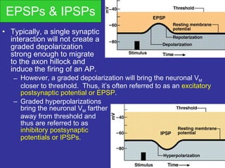 EPSPs & IPSPs Typically, a single synaptic  interaction will not create a  graded depolarization  strong enough to migrate  to the axon hillock and  induce the firing of an AP. However, a graded depolarization will bring the neuronal V M  closer to threshold.  Thus, it’s often referred to as an  excitatory postsynaptic potential or EPSP . Graded hyperpolarizations  bring the neuronal V M  farther  away from threshold and  thus are referred to as  inhibitory postsynaptic  potentials or IPSPs. 