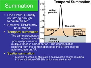 Summation One EPSP is usually  not strong enough  to cause an AP. However, EPSPs may  be summed. Temporal summation The same presynaptic  neuron stimulates the  postsynaptic neuron  multiple times in a brief period.  The depolarization resulting from the combination of all the EPSPs may be able to cause an AP. Spatial summation Multiple neurons all stimulate a postsynaptic neuron resulting in a combination of EPSPs which may yield an AP 