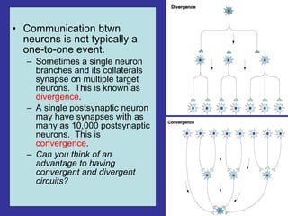 Communication btwn neurons is not typically a one-to-one event. Sometimes a single neuron branches and its collaterals synapse on multiple target neurons.  This is known as  divergence . A single postsynaptic neuron may have synapses with as many as 10,000 postsynaptic neurons.  This is  convergence . Can you think of an advantage to having convergent and divergent circuits? 