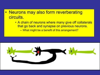 Neurons may also form reverberating circuits. A chain of neurons where many give off collaterals that go back and synapse on previous neurons. What might be a benefit of this arrangement? 