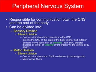 Peripheral Nervous System Responsible for communication btwn the CNS and the rest of the body. Can be divided into: Sensory Division   Afferent division Conducts impulses from receptors to the CNS Informs the CNS of the state of the body interior and exterior Sensory nerve fibers can be  somatic   (from skin, skeletal muscles or joints) or  visceral  (from organs w/i the ventral body cavity) Motor Division   Efferent division Conducts impulses from CNS to effectors (muscles/glands) Motor nerve fibers 