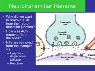 Neurotransmitter Removal Why did we want  to remove ACh  from the neuro-  muscular junction? How was ACh  removed from  the NMJ? NTs are removed  from the synaptic  cleft via: Enzymatic  degradation Diffusion Reuptake 