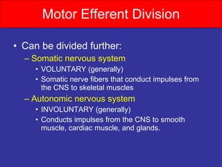 Motor Efferent Division Can be divided further: Somatic nervous system VOLUNTARY (generally) Somatic nerve fibers that conduct impulses from the CNS to skeletal muscles Autonomic nervous system INVOLUNTARY (generally) Conducts impulses from the CNS to smooth muscle, cardiac muscle, and glands. 