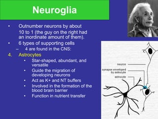 Neuroglia Outnumber neurons by about 10 to 1 (the guy on the right had an inordinate amount of them). 6 types of supporting cells 4 are found in the CNS: Astrocytes Star-shaped, abundant, and versatile Guide the migration of developing neurons Act as K+ and NT buffers Involved in the formation of the blood brain barrier Function in nutrient transfer 