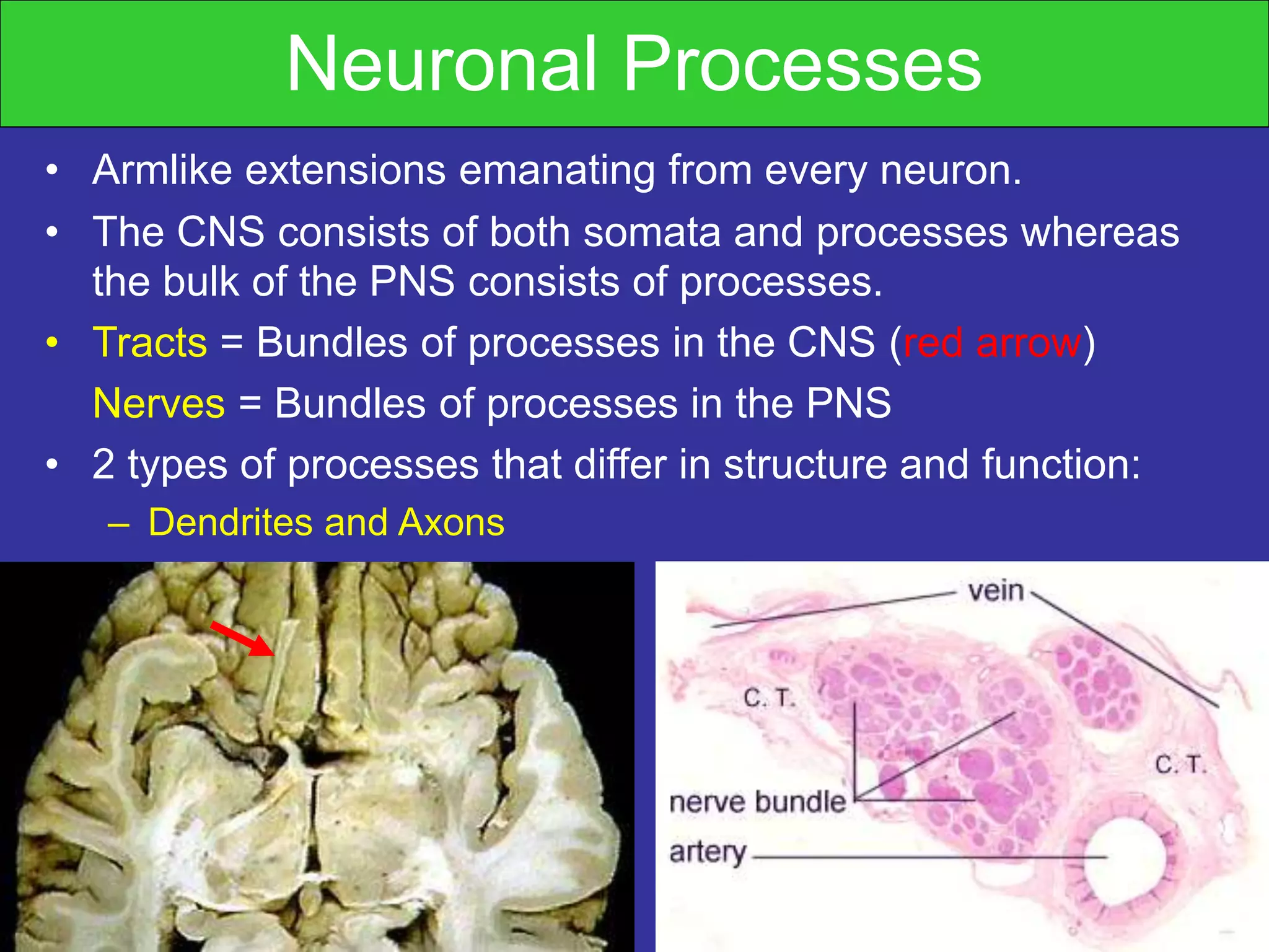 Nerve physiology | PPT | Brain and Nervous System Disorders | Diseases