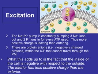 Excitation
2. The Na+/K+ pump is constantly pumping 3 Na+ ions
out and 2 K+ ions in for every ATP used. Thus more
positive charge is leaving than entering.
3. There are protein anions (i.e., negatively charged
proteins) within the ICF that cannot travel through the
PM.
• What this adds up to is the fact that the inside of
the cell is negative with respect to the outside.
The interior has less positive charge than the
exterior.
 