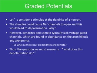 Graded Potentials
• Let’s consider a stimulus at the dendrite of a neuron.
• The stimulus could cause Na+ channels to open and this
would lead to depolarization. Why?
• However, dendrites and somata typically lack voltage-gated
channels, which are found in abundance on the axon hillock
and axolemma.
– So what cannot occur on dendrites and somata?
• Thus, the question we must answer is, “what does this
depolarization do?”
 