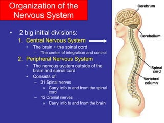 Organization of the
Nervous System
• 2 big initial divisions:
1. Central Nervous System
• The brain + the spinal cord
– The center of integration and control
2. Peripheral Nervous System
• The nervous system outside of the
brain and spinal cord
• Consists of:
– 31 Spinal nerves
» Carry info to and from the spinal
cord
– 12 Cranial nerves
» Carry info to and from the brain
 