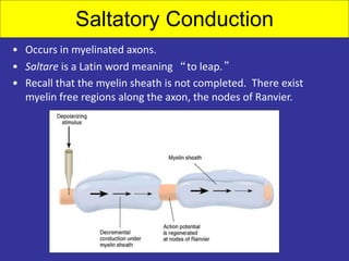 Saltatory Conduction
• Occurs in myelinated axons.
• Saltare is a Latin word meaning “to leap.”
• Recall that the myelin sheath is not completed. There exist
myelin free regions along the axon, the nodes of Ranvier.
 