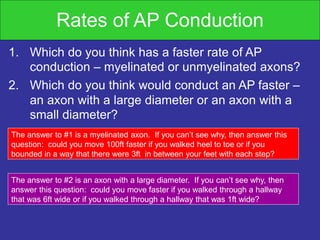 Rates of AP Conduction
1. Which do you think has a faster rate of AP
conduction – myelinated or unmyelinated axons?
2. Which do you think would conduct an AP faster –
an axon with a large diameter or an axon with a
small diameter?
The answer to #1 is a myelinated axon. If you can’t see why, then answer this
question: could you move 100ft faster if you walked heel to toe or if you
bounded in a way that there were 3ft in between your feet with each step?
The answer to #2 is an axon with a large diameter. If you can’t see why, then
answer this question: could you move faster if you walked through a hallway
that was 6ft wide or if you walked through a hallway that was 1ft wide?
 