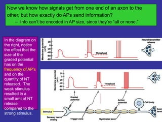 Now we know how signals get from one end of an axon to the
other, but how exactly do APs send information?
– Info can’t be encoded in AP size, since they’re “all or none.”
In the diagram on
the right, notice
the effect that the
size of the
graded potential
has on the
frequency of AP’s
and on the
quantity of NT
released. The
weak stimulus
resulted in a
small amt of NT
release
compared to the
strong stimulus.
 