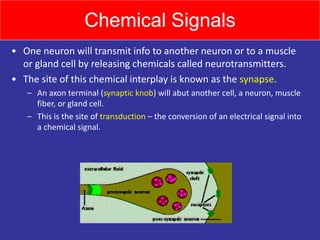 Chemical Signals
• One neuron will transmit info to another neuron or to a muscle
or gland cell by releasing chemicals called neurotransmitters.
• The site of this chemical interplay is known as the synapse.
– An axon terminal (synaptic knob) will abut another cell, a neuron, muscle
fiber, or gland cell.
– This is the site of transduction – the conversion of an electrical signal into
a chemical signal.
 