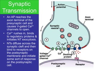 Synaptic
Transmission
• An AP reaches the
axon terminal of the
presynaptic cell and
causes V-gated Ca2+
channels to open.
• Ca2+ rushes in, binds
to regulatory proteins &
initiates NT exocytosis.
• NTs diffuse across the
synaptic cleft and then
bind to receptors on
the postsynaptic
membrane and initiate
some sort of response
on the postsynaptic
cell.
 