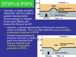 EPSPs & IPSPs
• Typically, a single synaptic
interaction will not create a
graded depolarization
strong enough to migrate
to the axon hillock and
induce the firing of an AP.
– However, a graded depolarization will bring the neuronal VM
closer to threshold. Thus, it’s often referred to as an excitatory
postsynaptic potential or EPSP.
– Graded hyperpolarizations
bring the neuronal VM farther
away from threshold and
thus are referred to as
inhibitory postsynaptic
potentials or IPSPs.
 