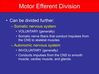 Motor Efferent Division
• Can be divided further:
– Somatic nervous system
• VOLUNTARY (generally)
• Somatic nerve fibers that conduct impulses from
the CNS to skeletal muscles
– Autonomic nervous system
• INVOLUNTARY (generally)
• Conducts impulses from the CNS to smooth
muscle, cardiac muscle, and glands.
 