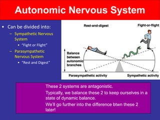 Autonomic Nervous System
• Can be divided into:
– Sympathetic Nervous
System
• “Fight or Flight”
– Parasympathetic
Nervous System
• “Rest and Digest”
These 2 systems are antagonistic.
Typically, we balance these 2 to keep ourselves in a
state of dynamic balance.
We’ll go further into the difference btwn these 2
later!
 
