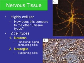 Nervous Tissue
• Highly cellular
– How does this compare
to the other 3 tissue
types?
• 2 cell types
1. Neurons
• Functional, signal
conducting cells
2. Neuroglia
• Supporting cells
1.
2.
 