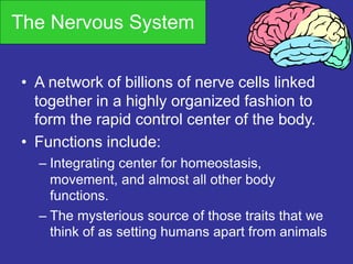 The Nervous System
• A network of billions of nerve cells linked
together in a highly organized fashion to
form the rapid control center of the body.
• Functions include:
– Integrating center for homeostasis,
movement, and almost all other body
functions.
– The mysterious source of those traits that we
think of as setting humans apart from animals
 