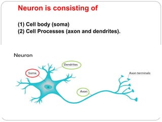 Neuron is consisting of
(1) Cell body (soma)
(2) Cell Processes (axon and dendrites).
 