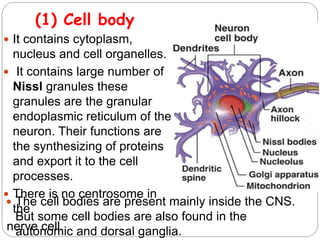 (1) Cell body
 It contains cytoplasm,
nucleus and cell organelles.
 It contains large number of
Nissl granules these
granules are the granular
endoplasmic reticulum of the
neuron. Their functions are
the synthesizing of proteins
and export it to the cell
processes.
 There is no centrosome in
the
nerve cell.
 The cell bodies are present mainly inside the CNS.
But some cell bodies are also found in the
autonomic and dorsal ganglia.
 