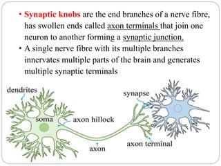 • Synaptic knobs are the end branches of a nerve fibre,
has swollen ends called axon terminals that join one
neuron to another forming a synaptic junction.
• A single nerve fibre with its multiple branches
innervates multiple parts of the brain and generates
multiple synaptic terminals
 