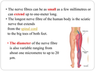 • The nerve fibres can be as small as a few millimetres or
can extend up to one-meter long.
• The longest nerve fibre of the human body is the sciatic
nerve that extends
from the spinal cord
to the big toes of both feet.
• The diameter of the nerve fibre
is also variable ranging from
about one micrometre to up to 20
µm.
 