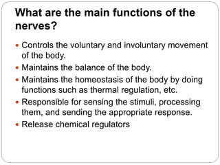 What are the main functions of the
nerves?
 Controls the voluntary and involuntary movement
of the body.
 Maintains the balance of the body.
 Maintains the homeostasis of the body by doing
functions such as thermal regulation, etc.
 Responsible for sensing the stimuli, processing
them, and sending the appropriate response.
 Release chemical regulators
 