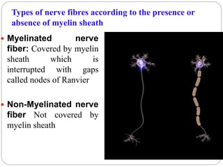 Types of nerve fibres according to the presence or
absence of myelin sheath
 Myelinated nerve
fiber: Covered by myelin
sheath which is
interrupted with gaps
called nodes of Ranvier
 Non-Myelinated nerve
fiber Not covered by
myelin sheath
 