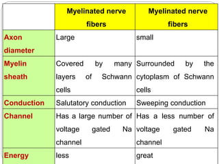 Myelinated nerve
fibers
Myelinated nerve
fibers
Axon
diameter
Large small
Myelin
sheath
Covered by many
layers of Schwann
cells
Surrounded by the
cytoplasm of Schwann
cells
Conduction Salutatory conduction Sweeping conduction
Channel Has a large number of
voltage gated Na
channel
Has a less number of
voltage gated Na
channel
Energy less great
 