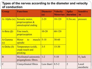 Types of the nerves according to the diameter and velocity
of conduction
Group Functions Diameter
(u)
Velocity
Meter/sec
Spike
duration
Sensitive
to
A- Alpha (a) Somatic motor,
proprioception &
annulospiral ending
2-20 10-120 0.5m.sec pressure
A-Beta (b) Fine touch,
proprioception
10-20 60-120
A-Gamma
(g)
Motor to muscle
spindle
5-10 30-60
A-Delta (d) Temperature (cold),
crude touch and
pricking
3-5 15-30
B Myelinated autonomic
preganglionic fibres.
1-2 5-10 1 O2 lack
C Unmyelinated fibres Less than1 0.5-2 2 Local
anesthetic
 