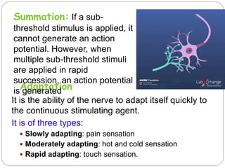 It is the ability of the nerve to adapt itself quickly to
the continuous stimulating agent.
It is of three types:
 Slowly adapting: pain sensation
 Moderately adapting: hot and cold sensation
 Rapid adapting: touch sensation.
Adaptation
Summation: If a sub-
threshold stimulus is applied, it
cannot generate an action
potential. However, when
multiple sub-threshold stimuli
are applied in rapid
succession, an action potential
is generated
 