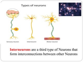 Interneurons are a third type of Neurons that
form interconnections between other Neurons
 