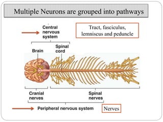 Multiple Neurons are grouped into pathways
Nerves
Tract, fasciculus,
lemniscus and peduncle
 