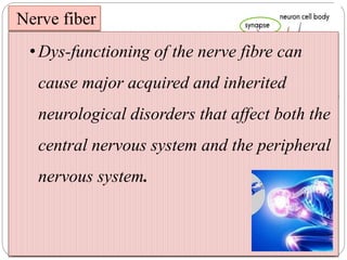 Nerve fiber
A nerve fiber, also
called an axon, is a
long and slender
projection of nerve
cells (or neurons)
that carry electrical
impulses away from
the nerve cell body
A neuron typically has one nerve fiber emerging
from its cell body that transmits impulses to other
neurons, muscles or glands
• Dys-functioning of the nerve fibre can
cause major acquired and inherited
neurological disorders that affect both the
central nervous system and the peripheral
nervous system.
 