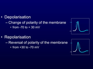 Depolarizing Ramp Nerve equilibrium potential , RMP and action potential | PPTX