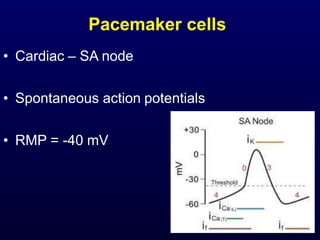 Cardiac Rmp Nerve equilibrium potential , RMP and action potential | PPTX