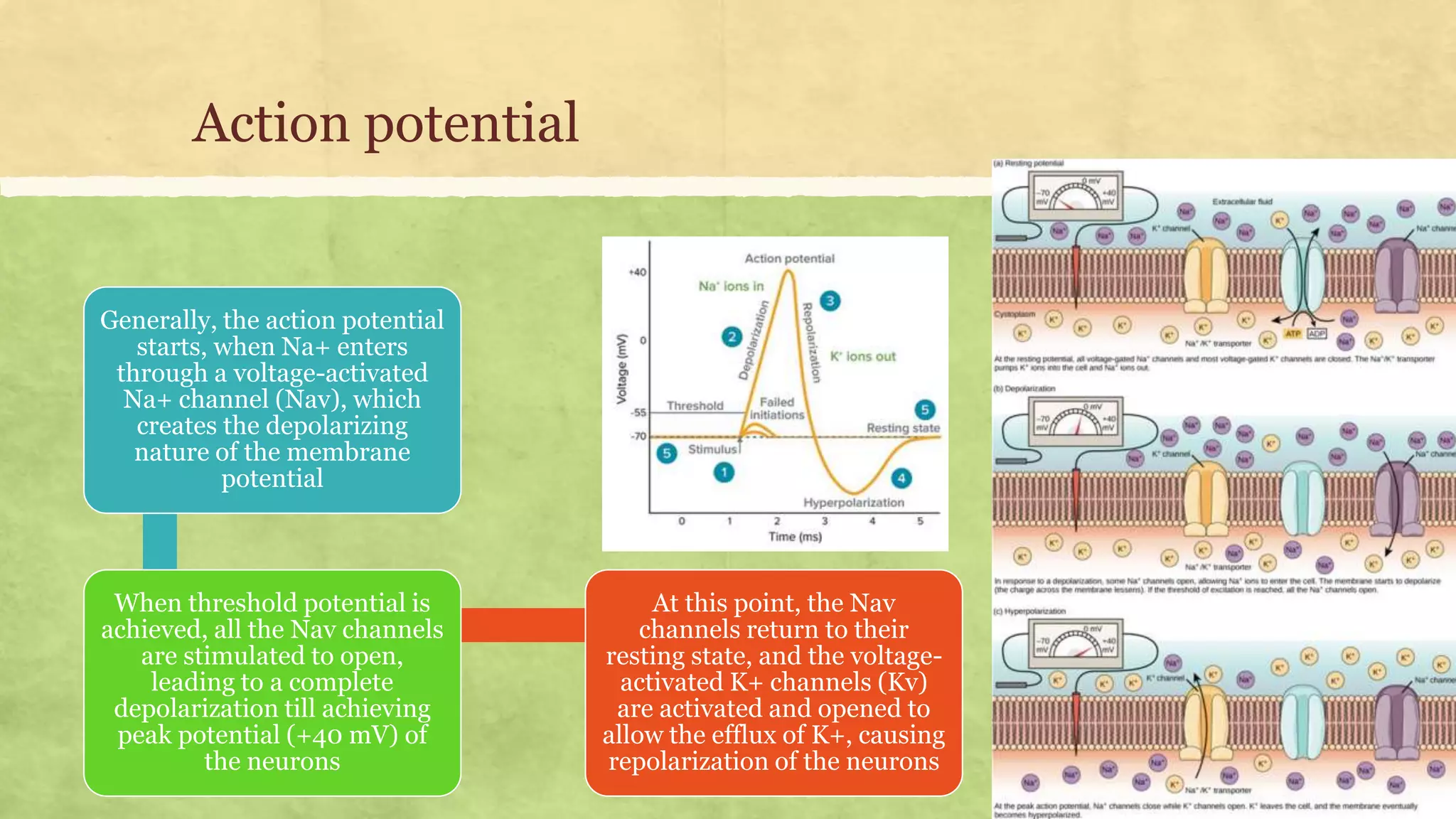 Nerve action potential | PPTX