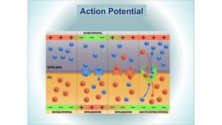 Comprehensive Overview of Nerve Action Potential Mechanisms and Stages ...
