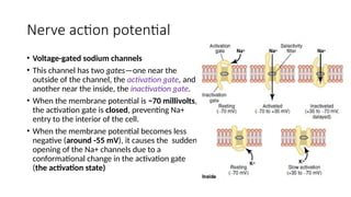 Comprehensive Overview of Nerve Action Potential Mechanisms and Stages ...