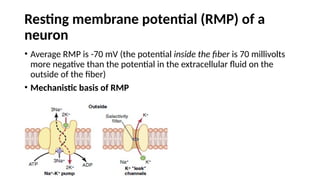 Comprehensive Overview of Nerve Action Potential Mechanisms and Stages ...