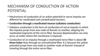 Comprehensive Overview of Nerve Action Potential Mechanisms and Stages ...