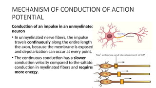 Comprehensive Overview of Nerve Action Potential Mechanisms and Stages ...