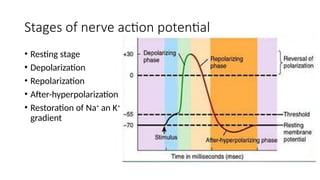 Comprehensive Overview of Nerve Action Potential Mechanisms and Stages ...
