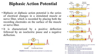 Triphasic Action Potential Nerve Action Potential (1).pptx