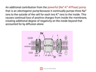 An additional contribution from the powerful (Na+-K+ ATPase) pump
that is an electrogenic pump because it continually pumps three Na+
ions to the outside of the cell for each two K+ ions to the inside. This
causes continual loss of positive charges from inside the membrane,
creating additional degree of negativity on the inside beyond that
accounted for by diffusion alone.
 